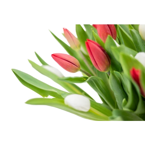 Bouquet of red tulips